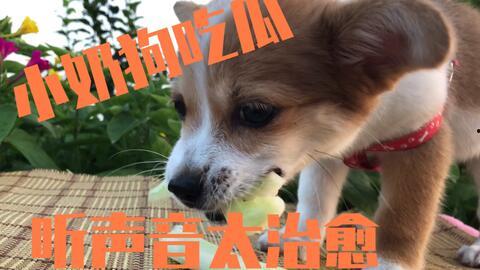 小狗吃瓜被噎住视频,温馨救援瞬间引网友热议