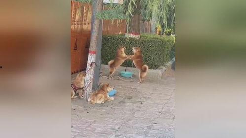 两个狗吵架吃瓜视频,一场吃瓜群众的欢乐盛宴