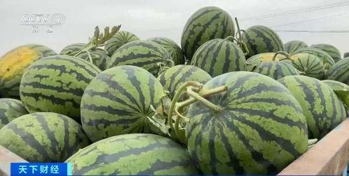 社会实验吃瓜视频,吃瓜视频背后的真相与影响