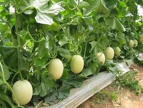 陕西人吃蒲瓜视频播放大全,蒲瓜美食视频盛宴大盘点