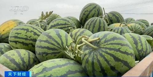 福华世家吃瓜视频大全,吃瓜视频大全，揭秘娱乐圈幕后故事