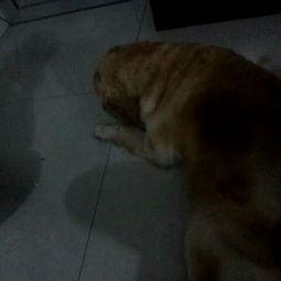 狗老师吃瓜视频免费观看,免费畅享欢乐时光