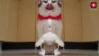 上班吃瓜可爱视频,可爱视频带你轻松解压