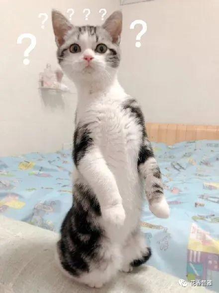 吃瓜猫咪视频,萌态十足，网友直呼“治愈系”