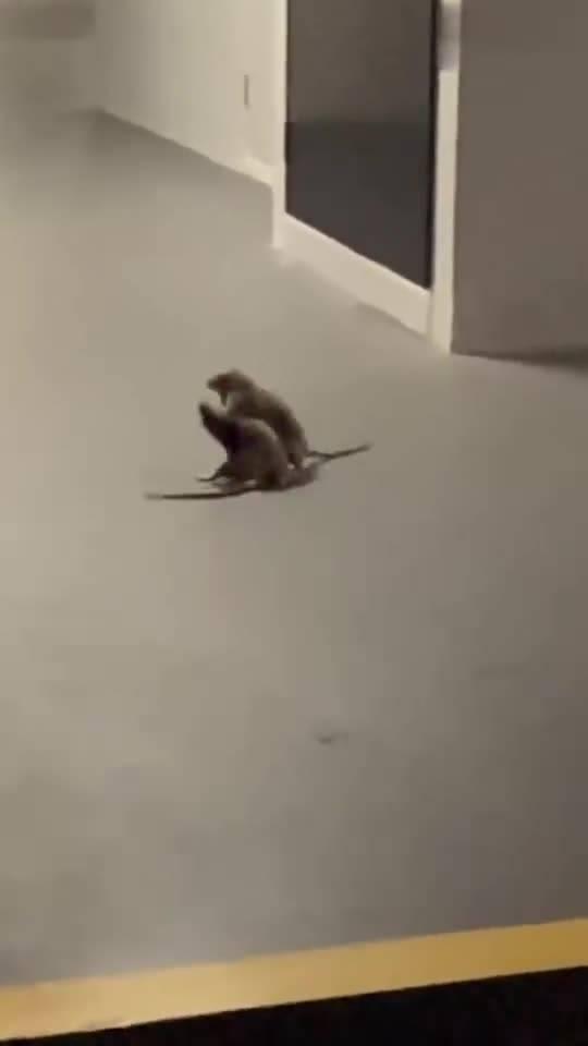 猫咪吃瓜看戏视频大全集