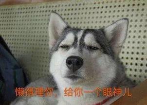哈士奇视频带你吃瓜,带你笑中带泪吃瓜，揭秘宠物界的欢乐日常