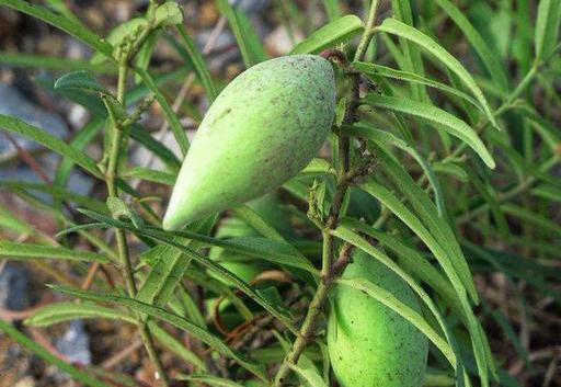 瓢瓜儿怎么吃才好吃呢视频,视频教你如何烹饪出最佳口感