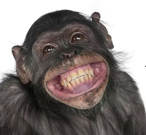 猩猩吃云南小瓜视频,一场跨物种的美食之旅