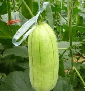 吃高石脆瓜视频大全,视频大全带你领略瓜香四溢