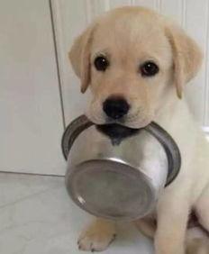 吃瓜拉布拉多被抓视频播放