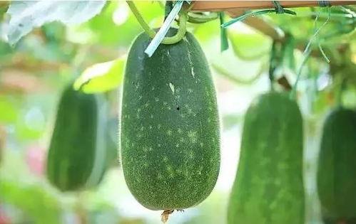 正宗一个人吃瓜视频网站,独家揭秘娱乐圈幕后故事