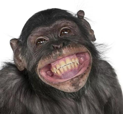 大妈吃瓜像猩猩的视频,网络热议引发趣味横生