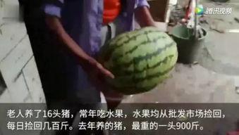 网上吃瓜都有什么视频啊,盘点热门视频类型