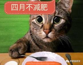 七彩猫塌房吃瓜视频大全,揭秘热门视频背后的真相与笑料