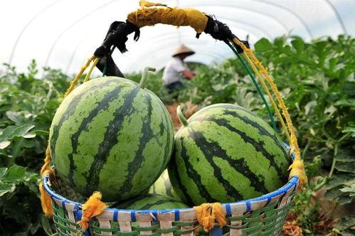 二兄弟争西瓜吃瓜视频