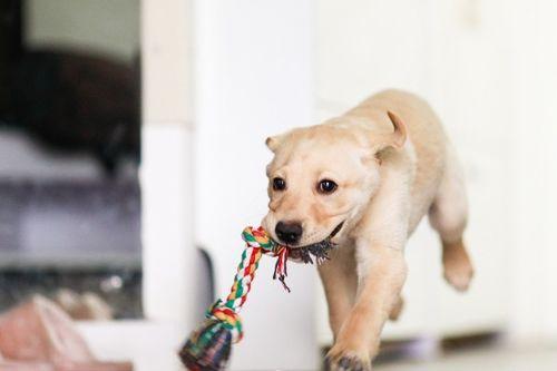 狗狗吃小乳瓜好不好呢视频,狗狗食用小乳瓜的利弊分析