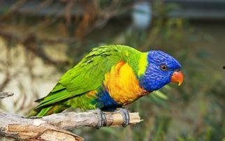 鹦鹉可吃赖瓜吗视频,揭秘鹦鹉饮食新选择