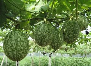 吊瓜可以包馅吃吗视频讲解,吊瓜馅食制作技巧揭秘