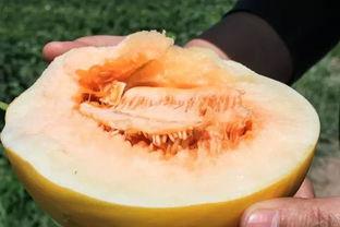 吃甜如蜜瓜视频,一场视觉与味觉的双重盛宴