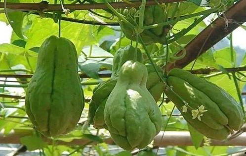 吃佛手瓜能帮助睡眠吗视频,轻松改善睡眠质量新选择”