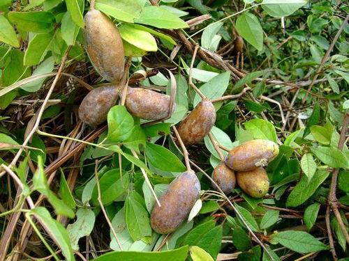 吃八月瓜视频搞笑版,笑果连连，瓜香四溢！