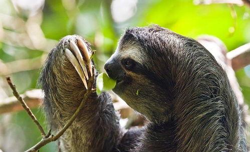 一只树懒吃瓜的故事视频,揭秘热带雨林中的悠闲生活