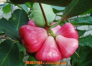 莲雾视频吃瓜网站,揭秘热门吃瓜网站背后的故事