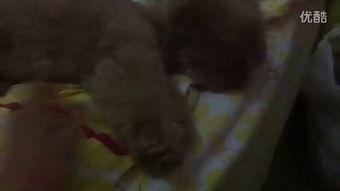 最帅小姐姐吃瓜视频,揭秘娱乐圈幕后真相