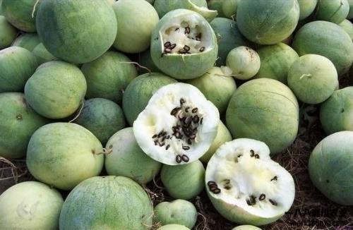 意大利华人吃瓜视频网站,揭秘海外华人的生活娱乐新趋势