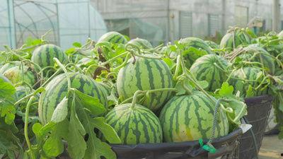 吃瓜外景的视频模板,带你领略户外美食新风尚