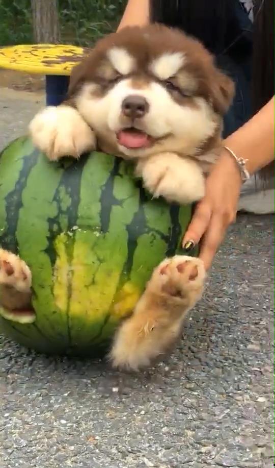 小瓜能给狗狗吃吗视频大全,视频大全解析