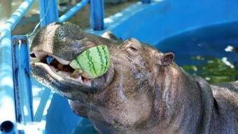 河马吃吊瓜视频在线观看,吊瓜成美食盛宴