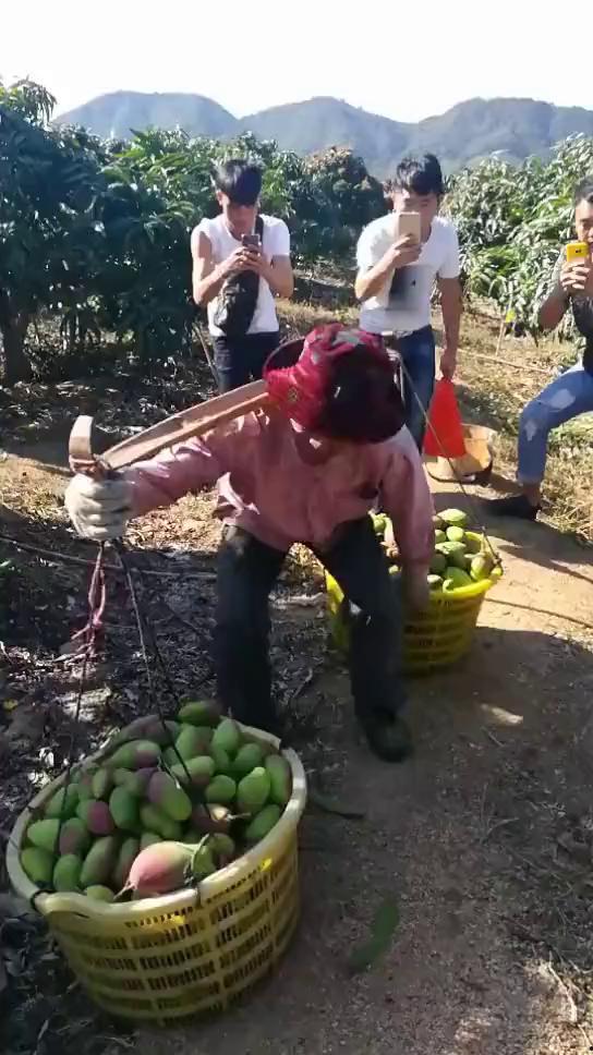 为农民加油吃瓜视频,农民加油吃瓜，共享丰收喜悦