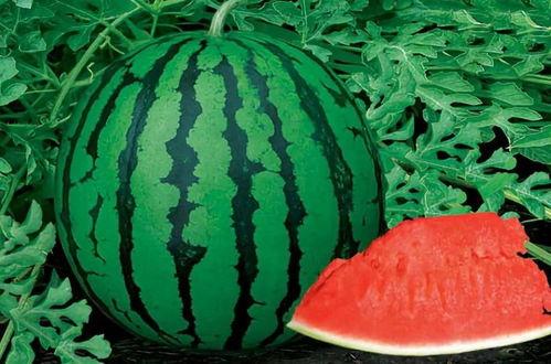 吃瓜扇风的视频怎么拍的,夏日微风下的吃瓜扇风视频拍摄技巧揭秘