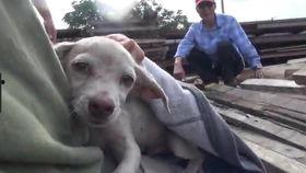 小羊哥爸爸吃瓜视频,揭秘娱乐圈幕后故事