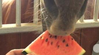 哈马瓜好吃吗怎么吃视频,视频教你如何品尝佳肴