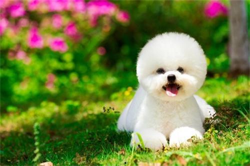 比熊敢吃哈密瓜吗视频,美味还是挑战？