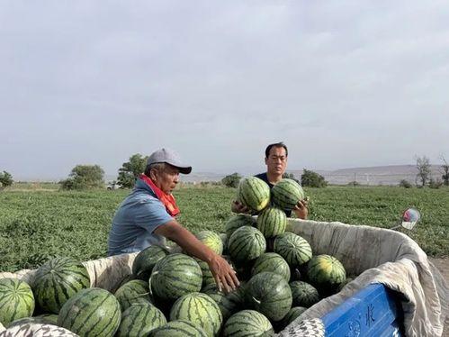 杭州第一吃瓜事件视频,视频揭秘网络热议背后的真相