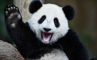 三只熊猫吃瓜群众视频,吃瓜群众围观笑翻天