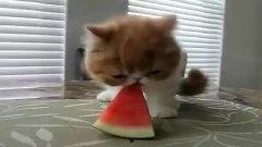 宠物吃瓜大赛视频,萌宠欢乐秀，瓜果谁主沉浮？