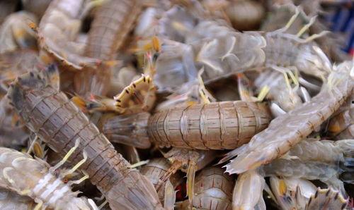 小虾会不会吃小瓜虫呢视频,小虾会吃小瓜虫吗？