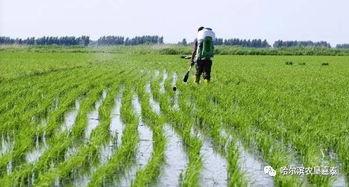 稻庄吃瓜视频大全,趣味横生的欢乐时光回顾