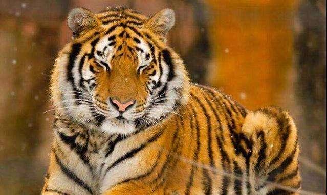 老虎吃瓜的故事视频,一场意外引发的趣味故事