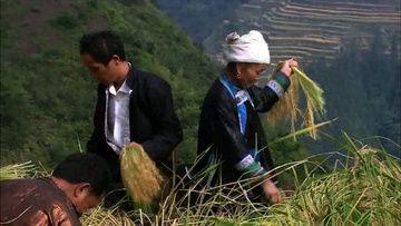 农民吃土瓜的视频素材,农民自食其力，共享丰收喜悦