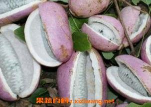 吃八月瓜的视频大全图片,视频大全图片带你领略独特风味