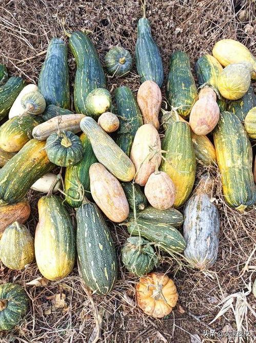 可以看吃瓜视频的平台,一网打尽全网热门视频